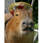MexicoBaras