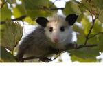 Possums:)
