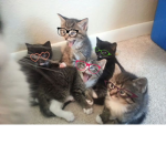 Gatos felizes