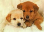 PUPPY SQUAD IS AWSOME