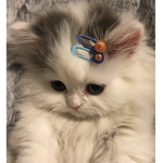 NoobFromYT2133 [OFFICIAL]