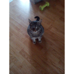 For my catt