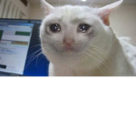 SAD CAT :C