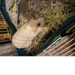 Guinea Bros