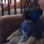 Pro Gamer Pug