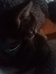 Meowcat_myfav