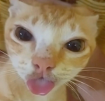 KittyCity_;D