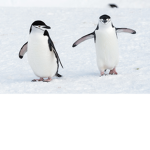 bloxy1a_snake2's favorite penguin group