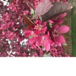 Lilacs>