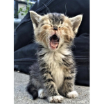 Animaloversadopters