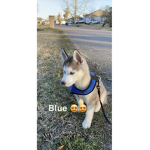 My dog is so cute pls join