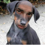 Cute Doggies!