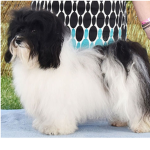 Havanese dogs group
