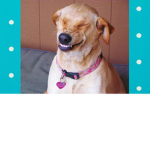 SMILING DOGS UNITED