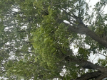 Inayouche 840