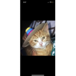 Robux!!yes for free