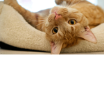 CATS UNITED CATS CATS CATS