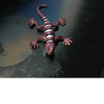Lizardz Squad