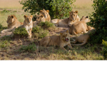 + Pride Nhlanguleni +
