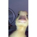 Ducky wucky is thangot