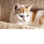 i want roux )))))))))))))))))))