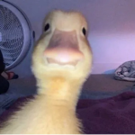 swaggy.chickens