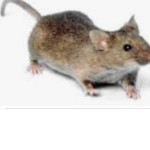 THE BRAT RATS