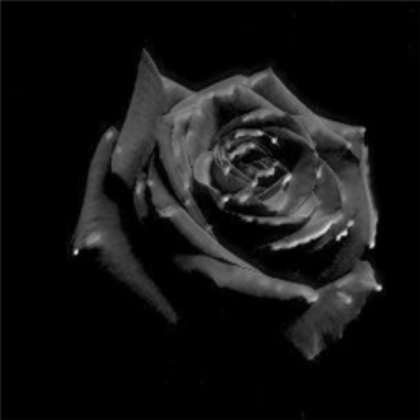 black rose Roblox decal