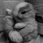 AngelicBunniesx