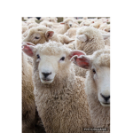 The cool Sheep fan club