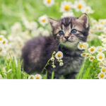 Kittys store