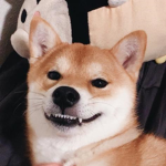 Rick-Rolled Shibe