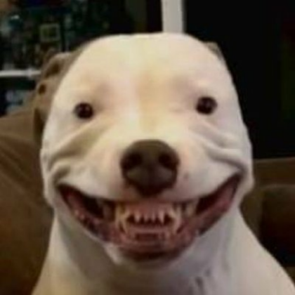 Dog smile Roblox decal