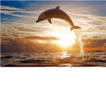 Dolphin Lovers Group