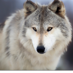 Wolves Rule!!!
