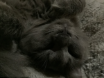 Catttttttsssssssssssss