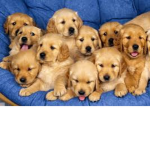 CUTE PUPPY FAN CLUB!!!!!