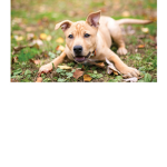 dogs are funny!