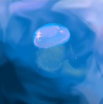 { • }