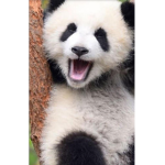 Animal PandaGroup