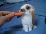 Pet lovers !!!!!!!!!!!!!!!!!!!