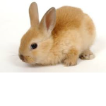 Bunny’s land!