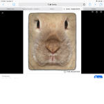 BUNNY AND BUNY