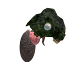 mutation head
