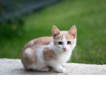 cat group by aisha