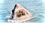 Jaws And Shark Group