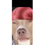 Dogs are sigma