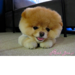 doge pies pies doge