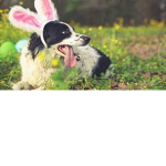 Pup plaese