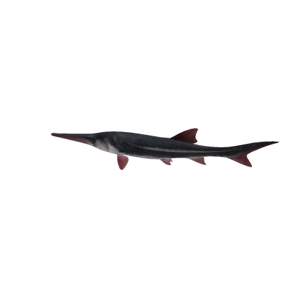 Chinese Paddlefish